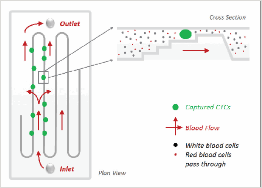 ANGschematic