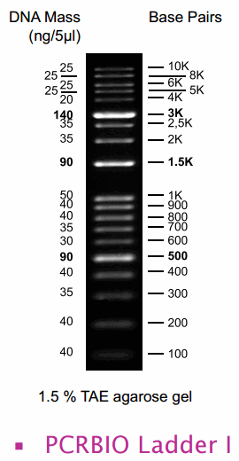 DNA Ladder 1