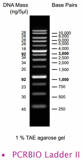 DNA Ladder 2