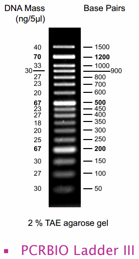 DNA Ladder 3